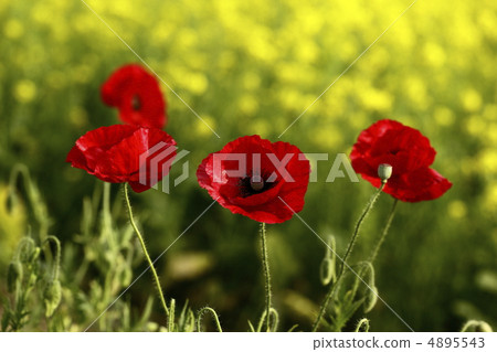 Chirley Poppy 4895543