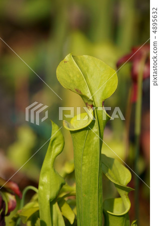 It is thalassennia carnivorous plant. Japanese name is Boko (grassy) grass It is thalassennia carnivorous plant. Japanese name is Boko (grassy) grass 4895632