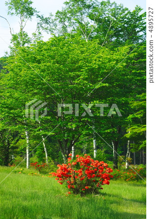 在高原開花的遠程杜鵑花 4895727