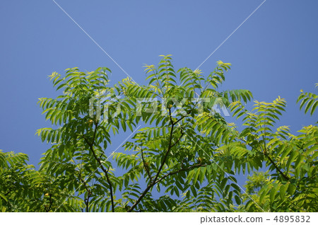 Karasuyama Pepper Crows Zan Shaw This is a tree where lantern butterflies gather. Karasuyama Pepper Crows Zan Shaw This is a tree where lantern butterflies gather. 4895832