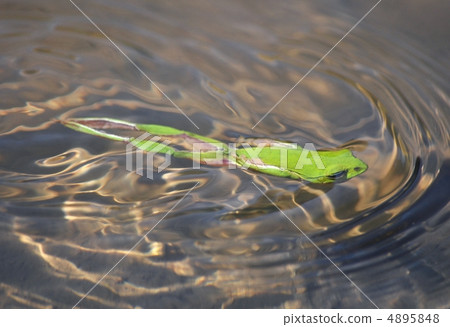 在稻田的青蛙游泳 4895848