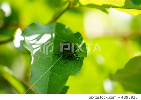 Akanejo golden tortoises It is a beautiful big bug. 4895925