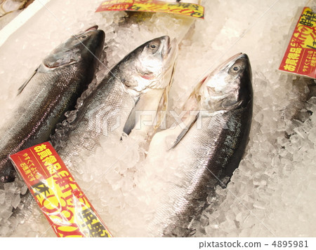 時間鮭魚 4895981