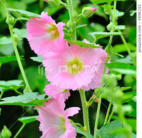  芙蓉 4896183