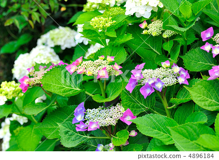 Hydrangea Hydrangea 4896184