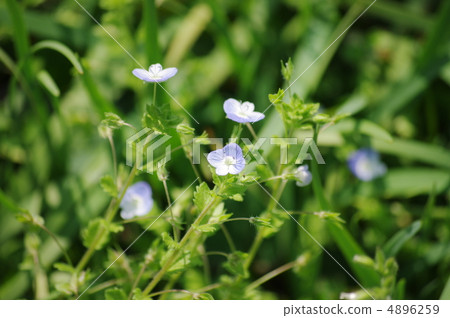 Persian speedwell 4896259