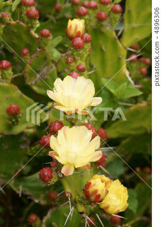 Petit cactus flowers Petit cactus flowers 4896306