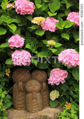 Kamakura Hase Temple's good edge Jizo and hydrangea 4896365