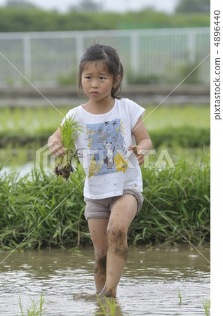 水稻種植 4896440