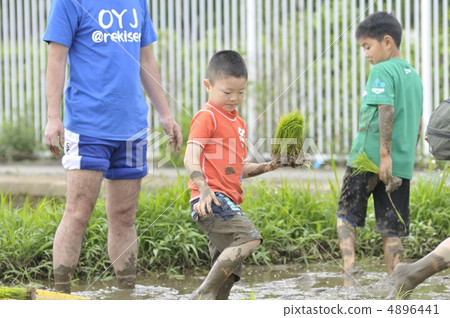 水稻種植 4896441