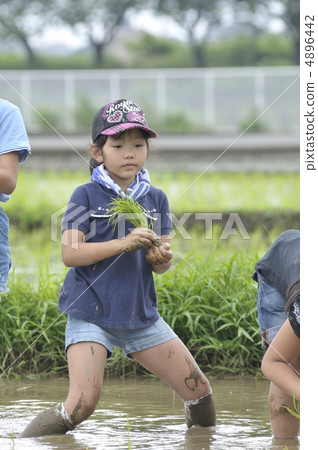 水稻種植 4896442