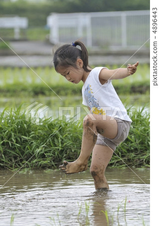 水稻種植 4896443