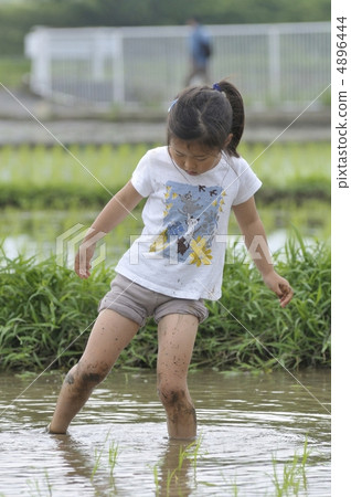 水稻種植 4896444