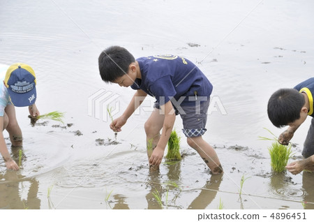 Rice planting 4896451