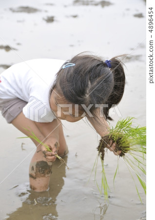Rice planting 4896454