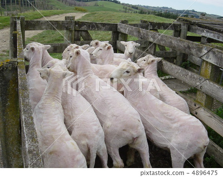 Sappori sheep 4896475