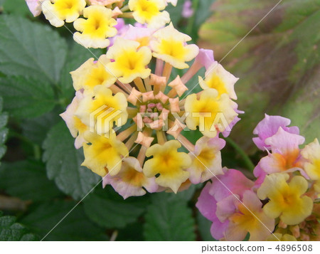 Lantana Lantana 4896508