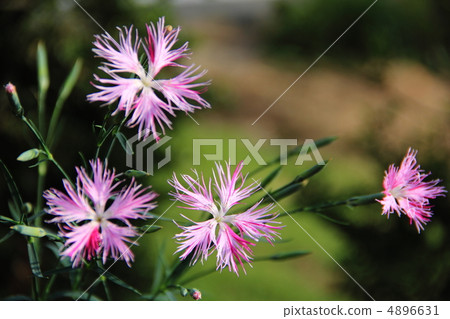 Kawaranadeshiko 4896631