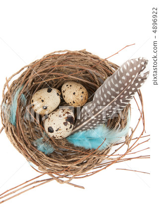 quail eggs quail eggs 4896922