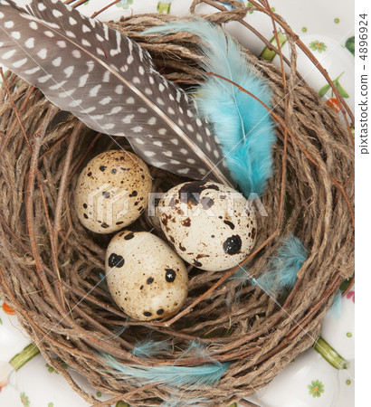 quail eggs 4896924