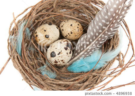 quail eggs 4896938