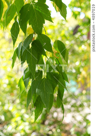 Green leaves 4897019