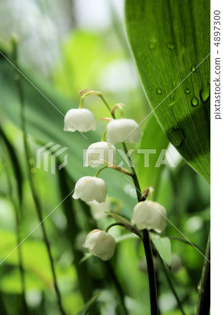 Japan lily of Ashikawa 4897300