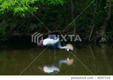 White-crowned crane 4897330