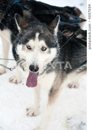 husky 4897694