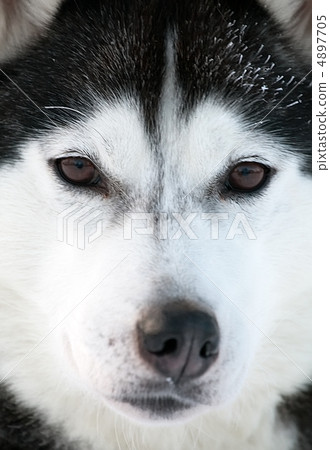 Malamute sled dog Malamute sled dog 4897705