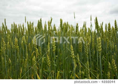 Green ears of wheat Green ears of wheat 4898044