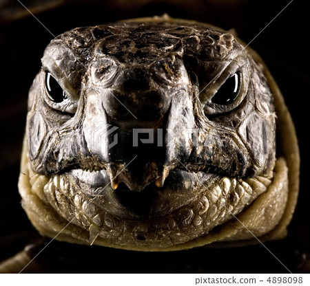 turtle portrait 4898098