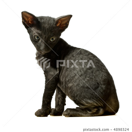 black kitten 4898324