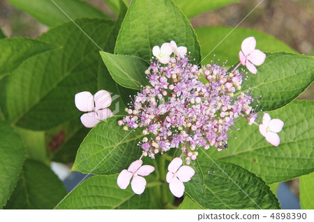 繡球 繡球 4898390