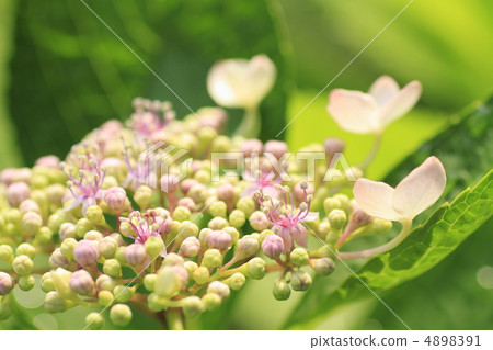繡球 繡球 4898391