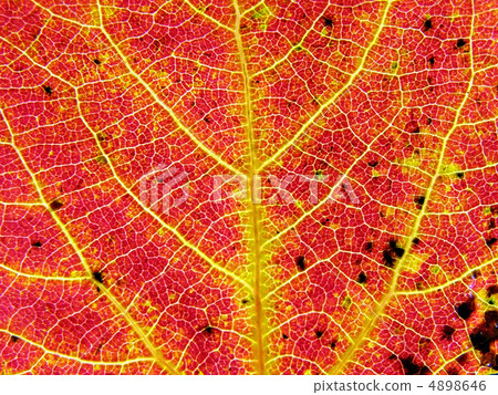 sheet tree sheet tree 4898646