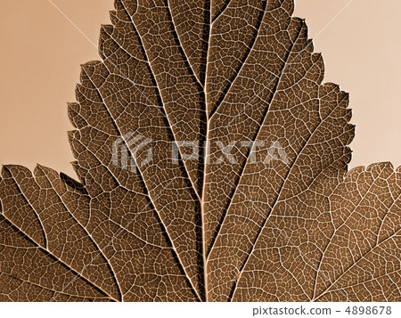 sheet tree sheet tree 4898678