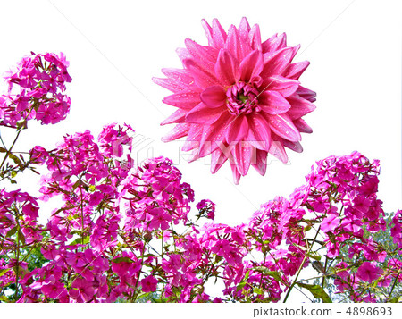 flowerses phloxes on background blue sky flowerses phloxes on background blue sky 4898693