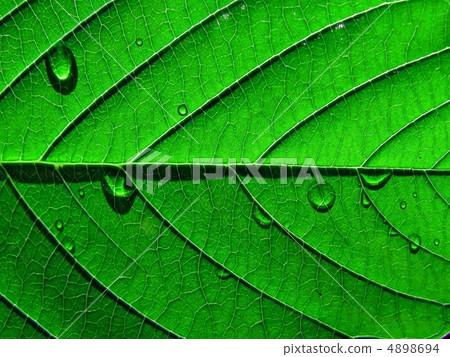 sheet tree sheet tree 4898694