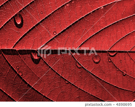 sheet tree sheet tree 4898695