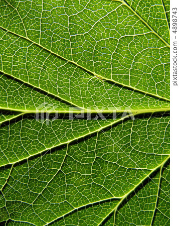 sheet tree sheet tree 4898743