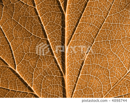 sheet tree 4898744