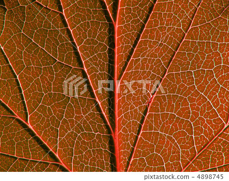 sheet tree sheet tree 4898745