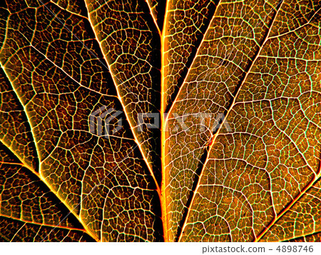 sheet tree sheet tree 4898746