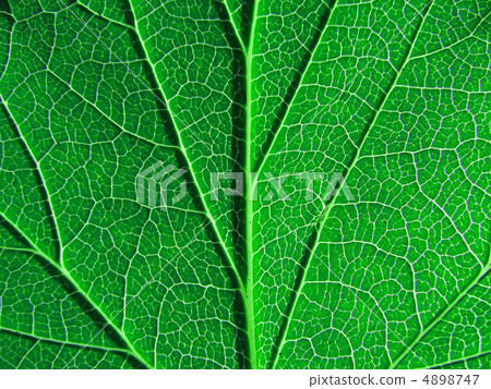 sheet tree sheet tree 4898747