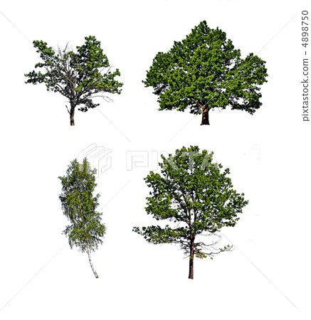 tree insulated on white background tree insulated on white background 4898750