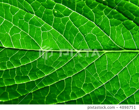 sheet tree sheet tree 4898751