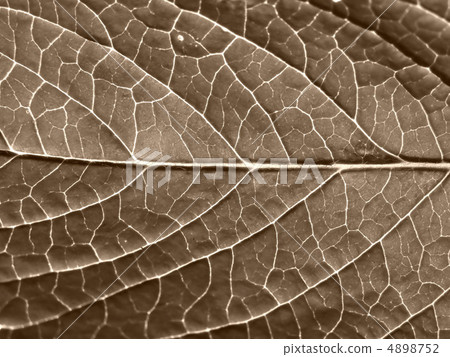 sheet tree sheet tree 4898752