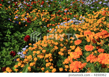 flowerses on flowerbed near rural building 4898962