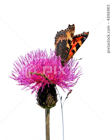 butterfly on flower butterfly on flower 4898965